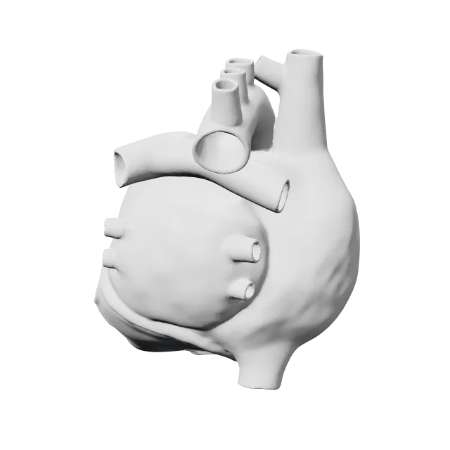 Anatomical Heart – 360° preview, front view, drawn from the designer's file