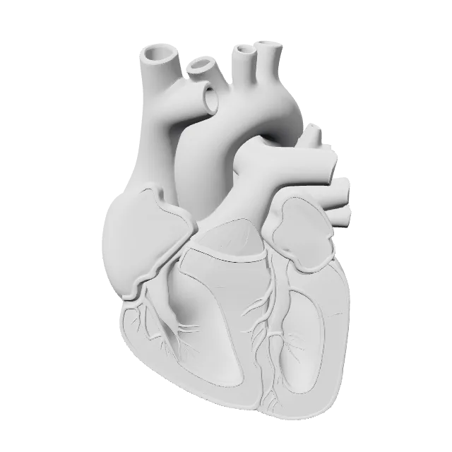 Human Heart Anatomy Model – 360° preview, front view, drawn from the designer's file