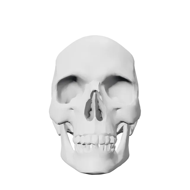 Realistic Human Skull – 360° preview, front view, drawn from the designer's file