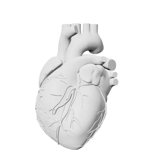 Anatomical Heart - Vase (Decoration) – 360° preview, front view, drawn from the designer's file