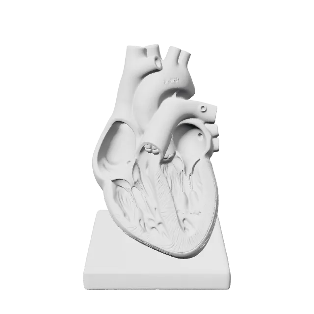 Human Heart Anatomy Model – 360° preview, front view, drawn from the designer's file