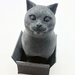 British Shorthair Cat in a Box