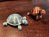 Cute Baby Turtle – thumbnail 1