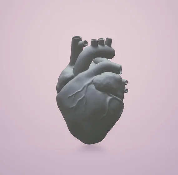 Anatomical Heart