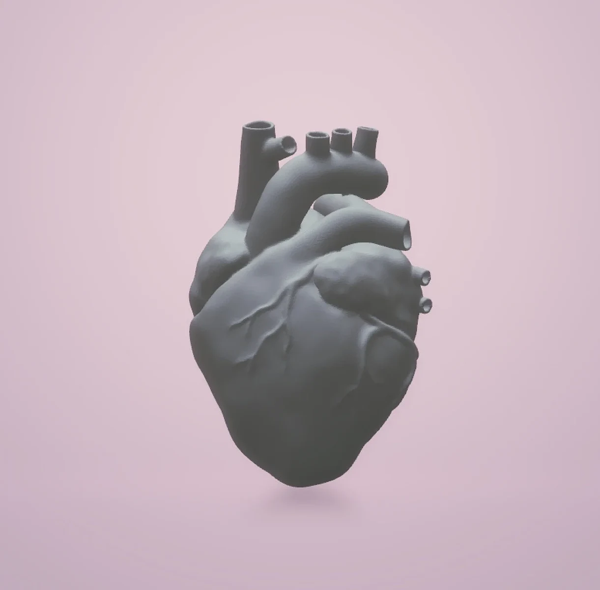 Anatomical Heart – view 3