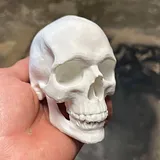 Realistic Human Skull – thumbnail 3