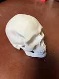 Realistic Human Skull – thumbnail 4