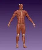 Male Body Anatomy – thumbnail 1
