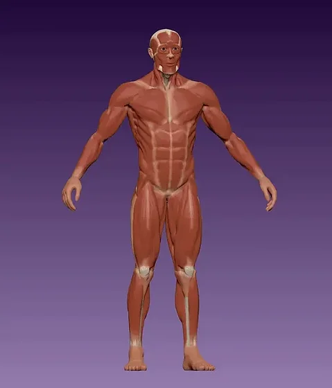 Male Body Anatomy