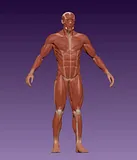 Male Body Anatomy – thumbnail 3