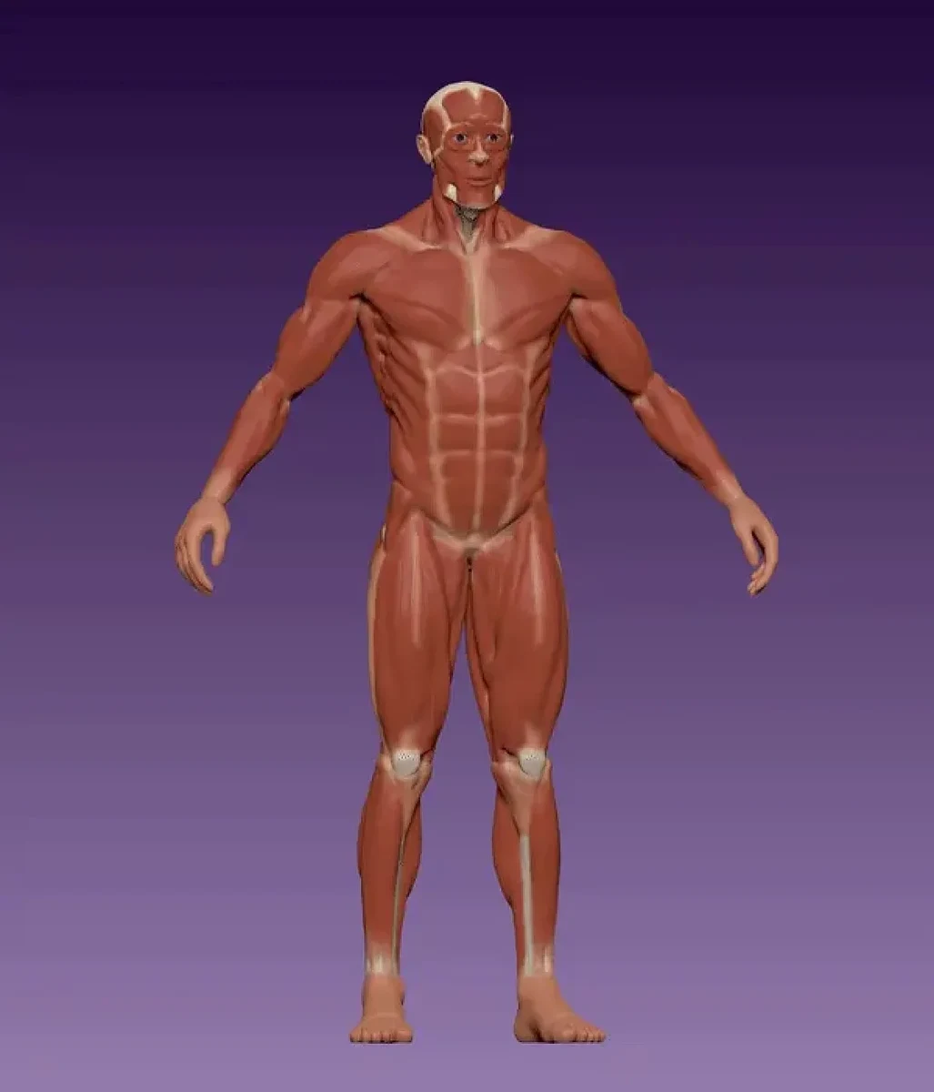 Male Body Anatomy – view 3