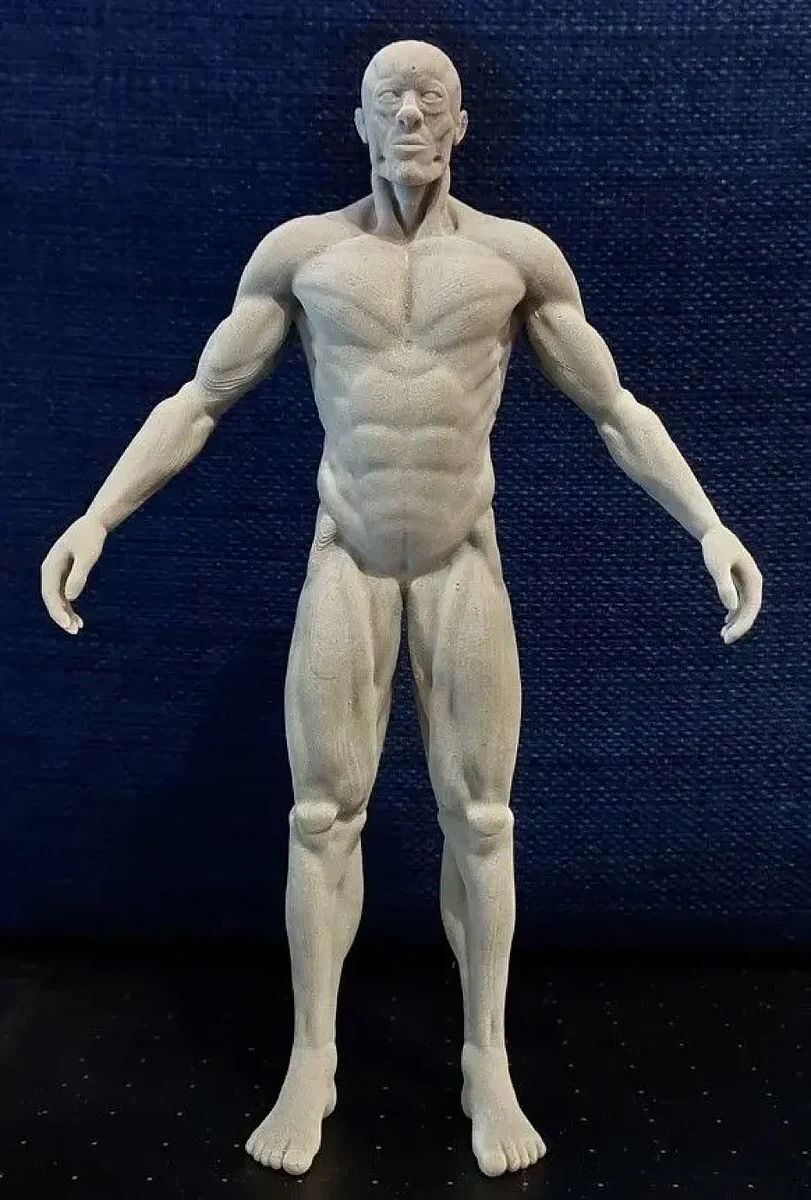 Male Body Anatomy – view 5
