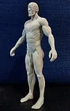 Male Body Anatomy – thumbnail 6