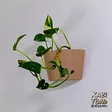 Wall Hanging Planter – thumbnail 1