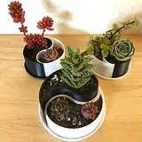 Yin-Yang Planter – thumbnail 1