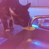 Cat Faucet Fountain – thumbnail 1